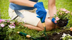 Welke planten kun je beter niet naast elkaar zetten? Een tuinier deelt de regels