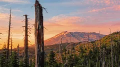 Door een vulkaan verschroeide bodem leeft weer: experiment laat meer dan 40.000 planten groeien