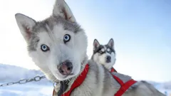 Buitengewone schoonheid: 3 hondenrassen waar je op het eerste gezicht verliefd op wordt