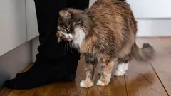 Waarom katten met hun kop tegen hun baasje aan wrijven: zoöloog onthult de betekenis